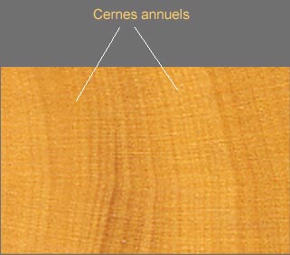cernes annuels
